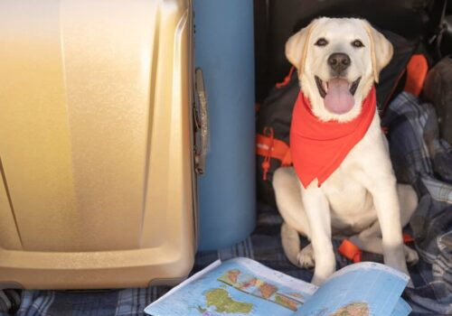 Pets in the Skies: A Guide to Safe and Comfortable Air Travel with Animals